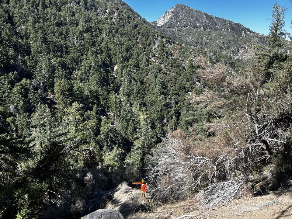 A wide shot of pine-filled mountains 