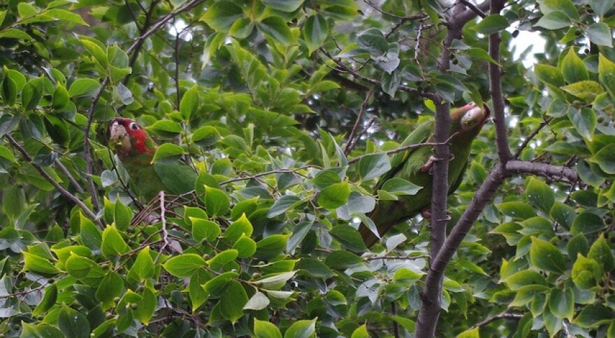 parrots.jpg