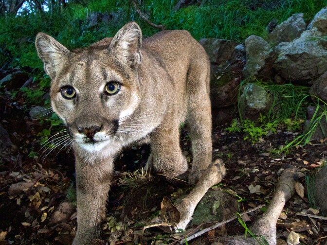 FILE - This Feb. 9, 2015, file photo, released by the National Park Service, taken from a remote camera in the Santa Monica Mountains National Recreation Area near the Los Angeles and Ventura county line, shows a female mountain lion identified as P-33. She is one of several mountain lions observed in and near urbanized areas in greater Los Angeles. A study released Wednesday, Sept. 2, 2015 says it's feasible to build a wildlife corridor so mountain lions can cross a Southern California freeway safely and find new homes. The mountains are ringed by dense urban areas, making roaming difficult for animals. At least a dozen have been killed by traffic in the area since 2002.(National Park Service via AP, File)