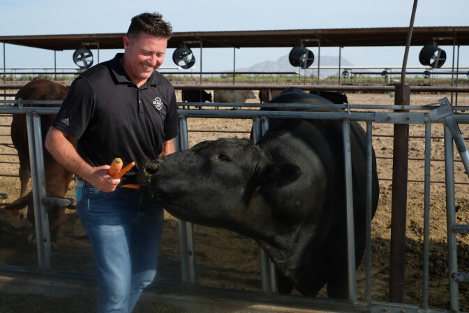 A white man with brown hair smiles as he feeds a large black cow carrots. 