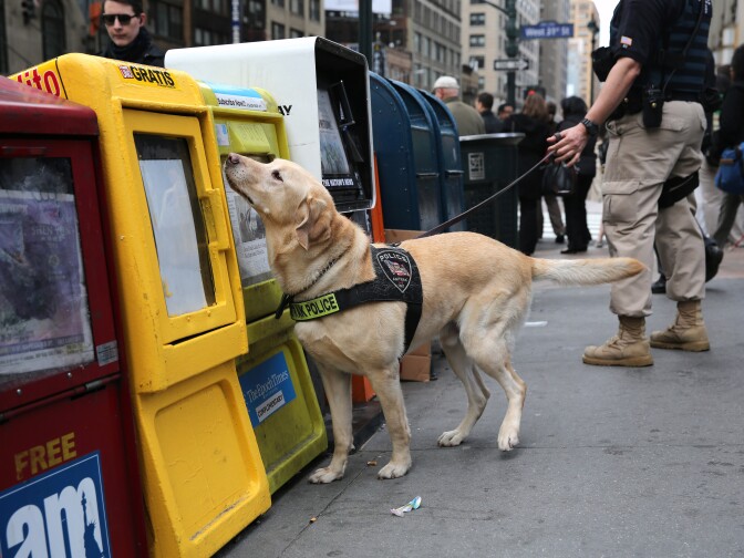 A police dog sniffs newspaper boxes for explosives outside of Penn Station, in New York City on April 16, 2013. Police were out in force throughout New York, a day after the explosions near the finish line of the Boston Marathon that killed 3 people.