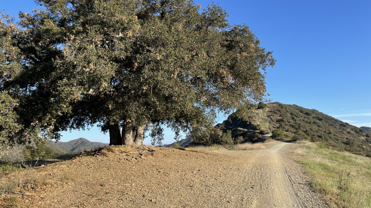 You Ask, LAist Answers: Are Our Native Trees Better Suited For Climate Change Than Imports? - Vimarsana News