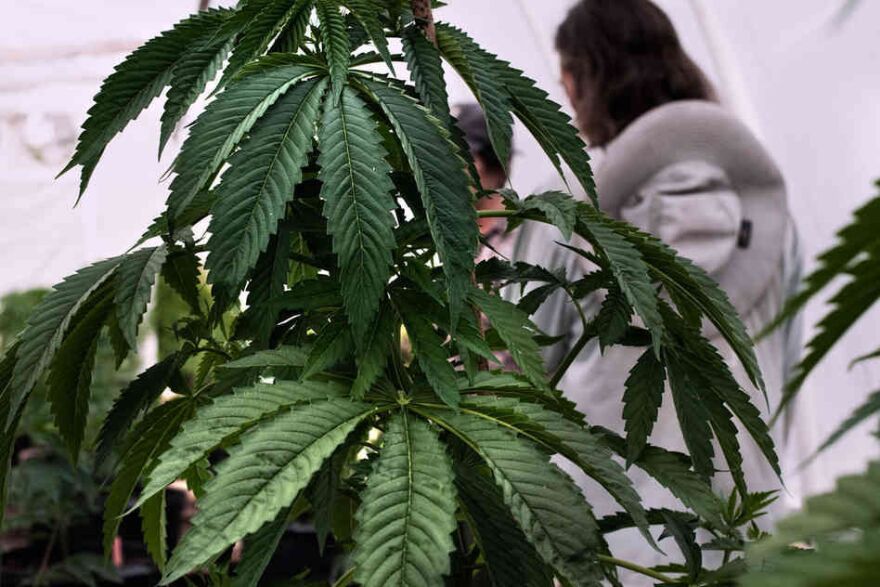 "Grassland" is a series that peeks behind the curtain of pot production in California.