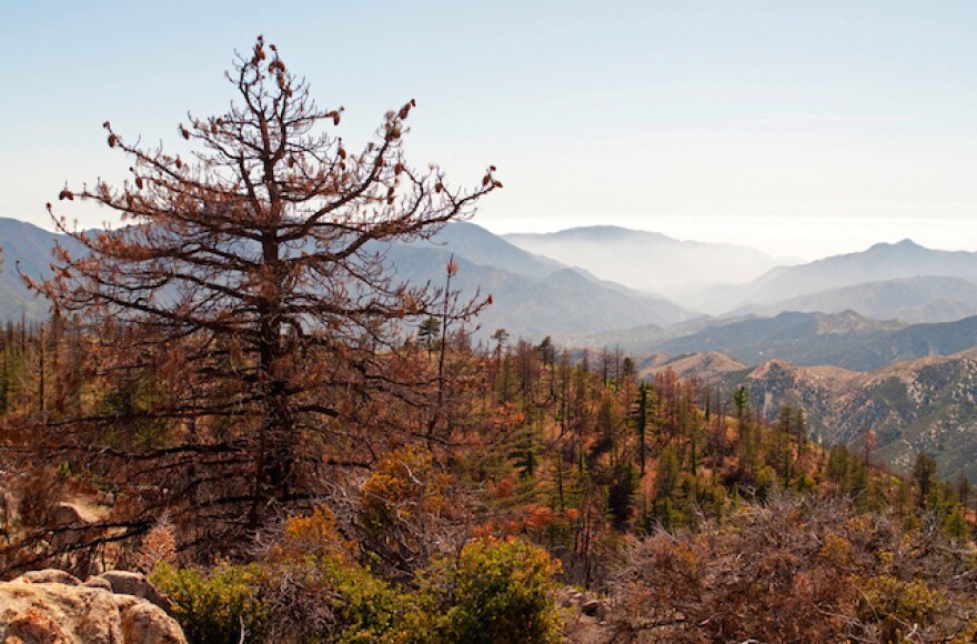 red_tress_national_forest.jpg