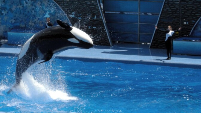 A Killer Whale jumping at the Shamu-show in Sea World, Orlando, Florida
I would not recommend visiting the show. Whales are better on camera than in captivity.