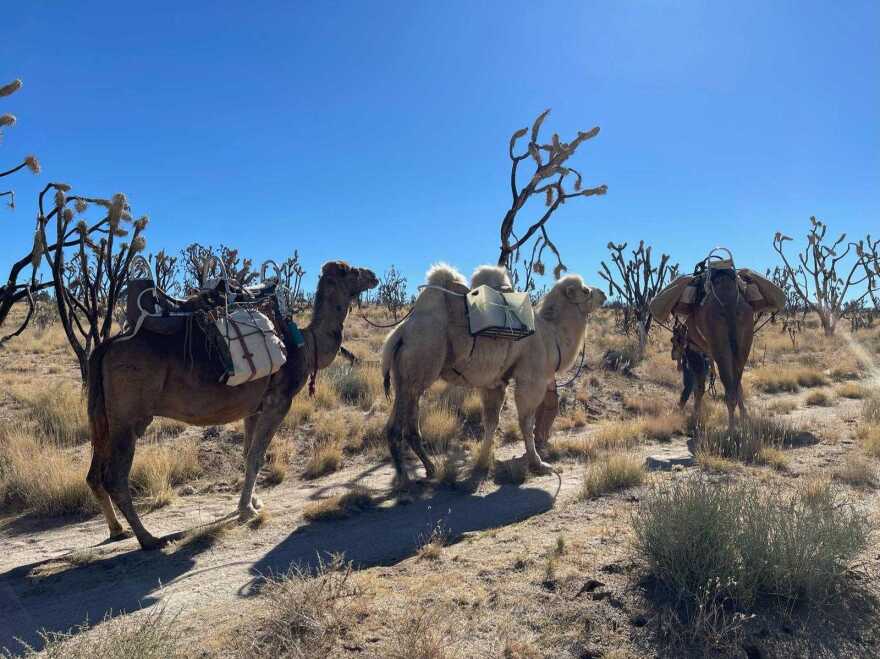 Three camels, two brown and one ivory, are sitting and standing with humans in front of spiny desert trees.