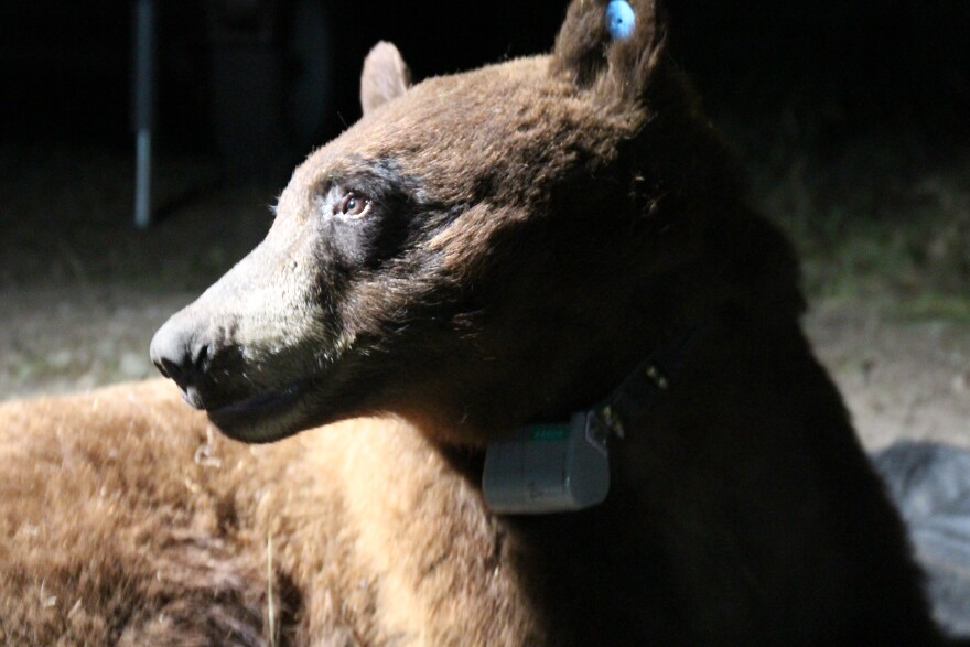 A black bear is seen in profile under lights