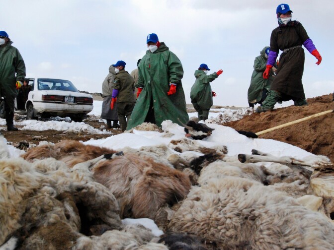 Herders bury animal carcasses in 2010 in Mongolia's Dundgovi province. A decade ago, an extreme winter — known in Mongolia as a <em>dzud</em> — claimed the lives of 22% of the nation's livestock and sped up migration from rural areas to urban centers.