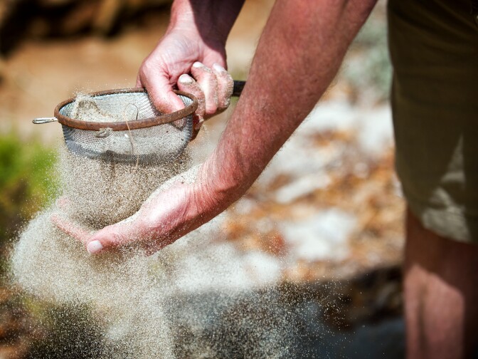 Hubbard uses a sifter to look for Isopods. The crustaceans like to burrow in semi-moist sand, similar to the consistency of brown sugar.