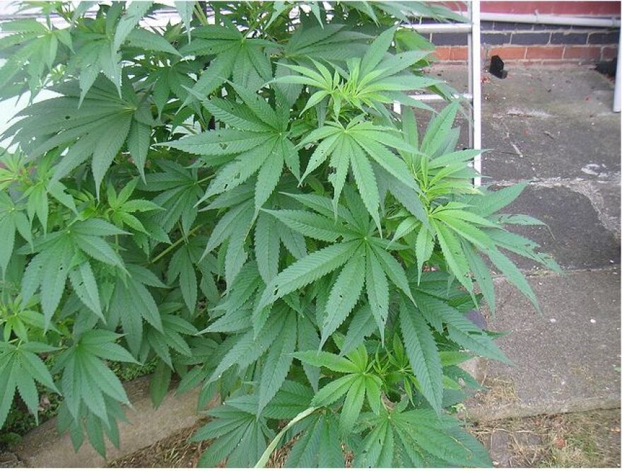 marijuana-plants-in-nature.jpg