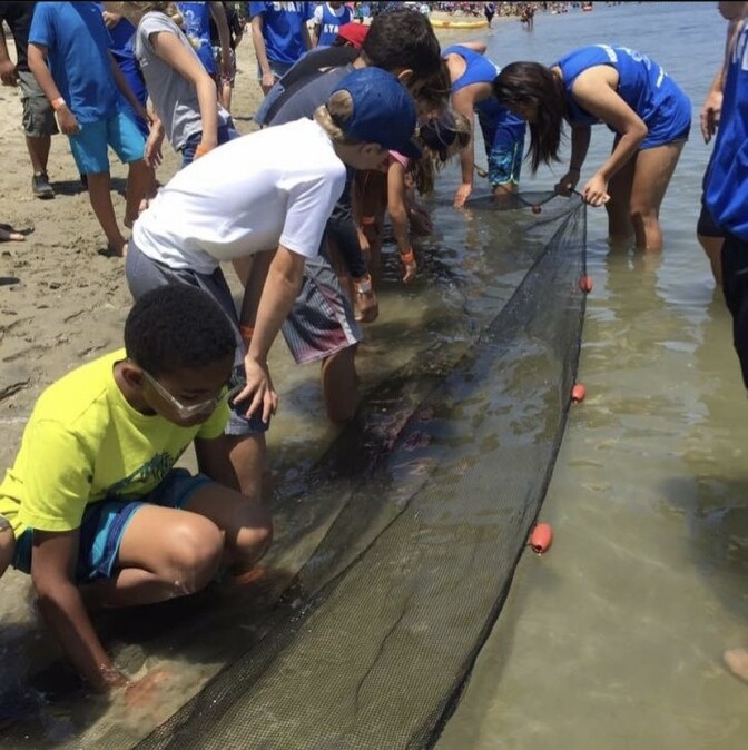 Young students peer into a seine net next to the beach.