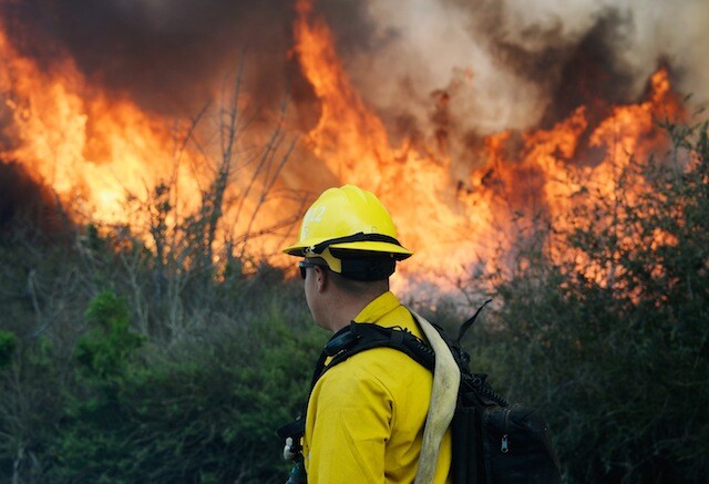 A man wearing the signature yellow jacket and hard hat of wildland firefighters in California stares at a mass of brush that's being consumed by huge orange flames.