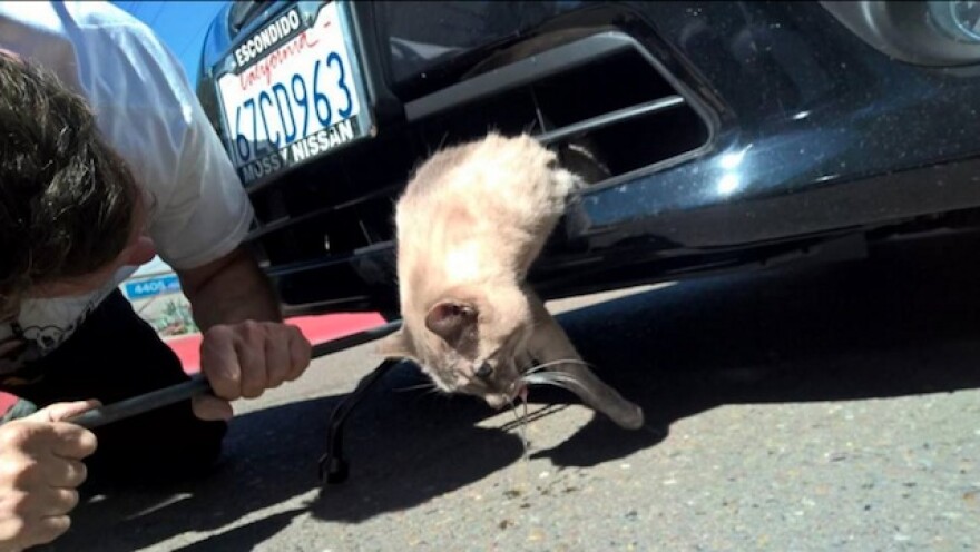 kitteh-car.jpg