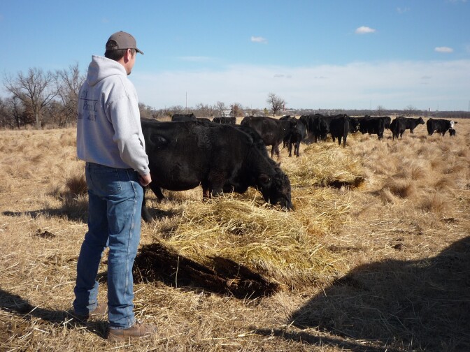 Rancher Grant Green raises a few hundred head of cattle in Wellston, Okla. Thieves have stolen his cows several times.