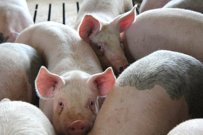 The porcine epidemic diarrhea virus, or PEDv, swept through this hog barn on Riley Lewis' farm in Forest City, Iowa. Lewis says the higher price he's getting at market for the hogs he sells is making up for the smaller number of animals he's been able to raise this summer.