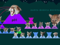 A screenshot from www.lionslivehere.com lays out the Santa Monica mountain lions' family tree. 