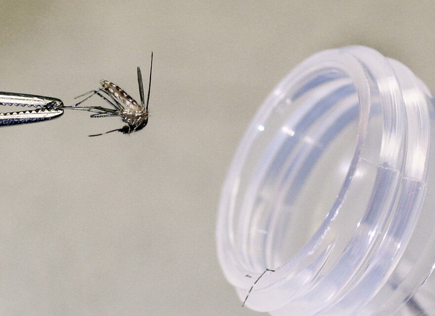 A mosquito being lifted by tweezer and put into a test tube.