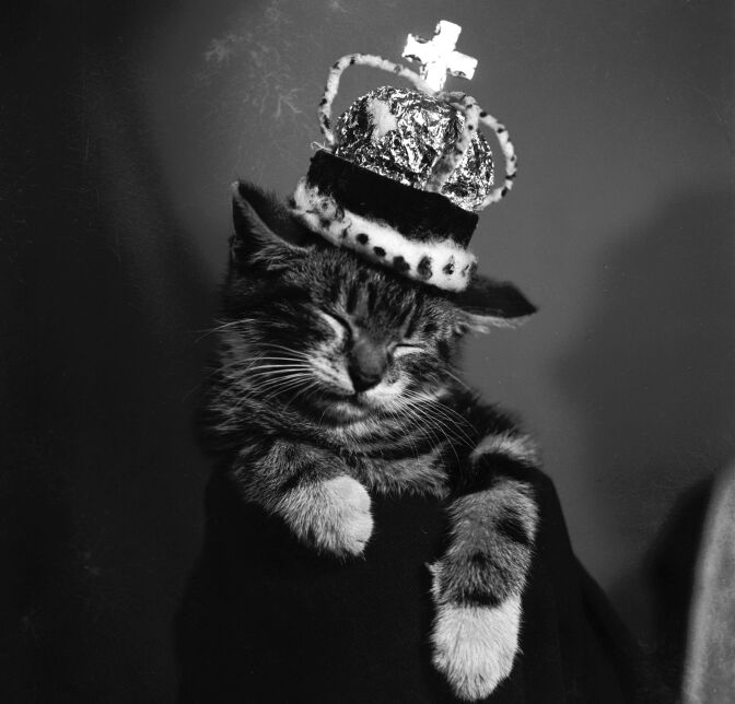 1955:  A sleeping kitten wearing a miniature crown.  (Photo by Charles Ley/BIPs/Getty Images)