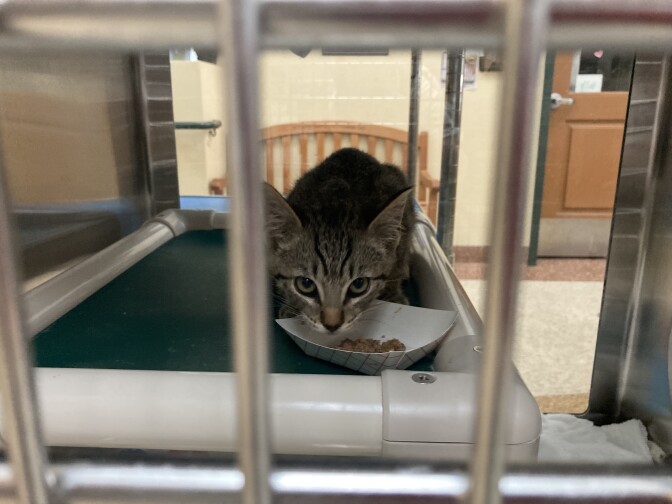 A small tabby cat in a kennel looks up from its paper food tray. 