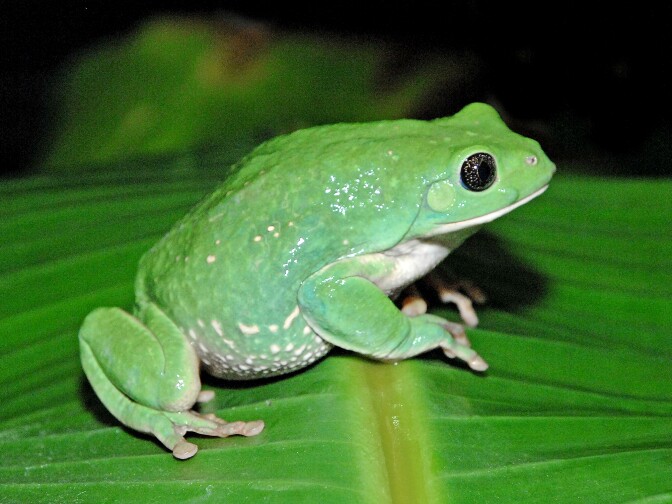 The Mexican leaf frog.