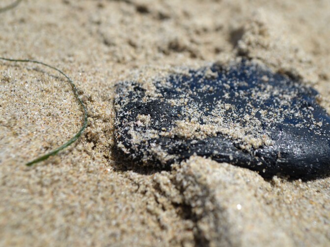 The larger, denser portion of a Velella velella's body is blue in color. Each creature is a colony, meaning all parts of its body operate with more autonomy than the average animal's cell.