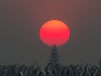 The sun, a deep red/orange from the smoke from the Thomas Fire, sets over an agricultural field in Santa Paula, California, December 12, 2017.
The Thomas Fire, the fifth largest in California history, has burned through 236,000 acres and is 25 percent contained, according to Calfire.   / AFP PHOTO / Robyn Beck        (Photo credit should read ROBYN BECK/AFP/Getty Images)