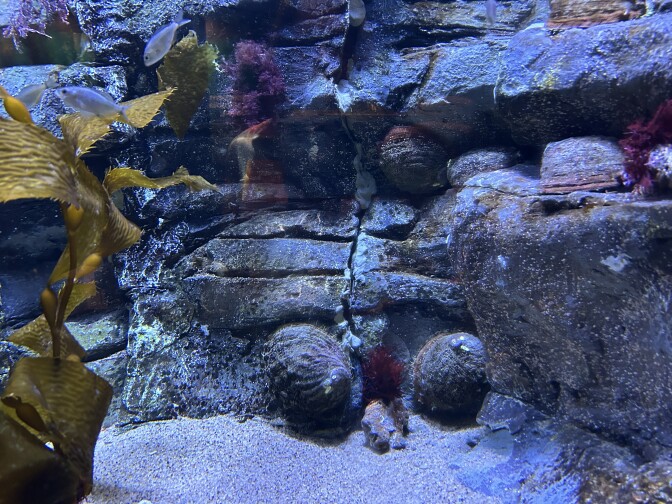An underwater wall of rock with abalone attached to the rocks.