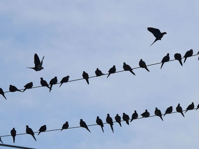 Birds perch on electric wires in Los Angeles, California on December 10, 2017.
