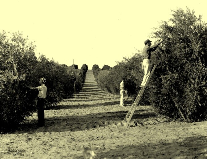 Workers picking olives in an orchard near Oroville. 