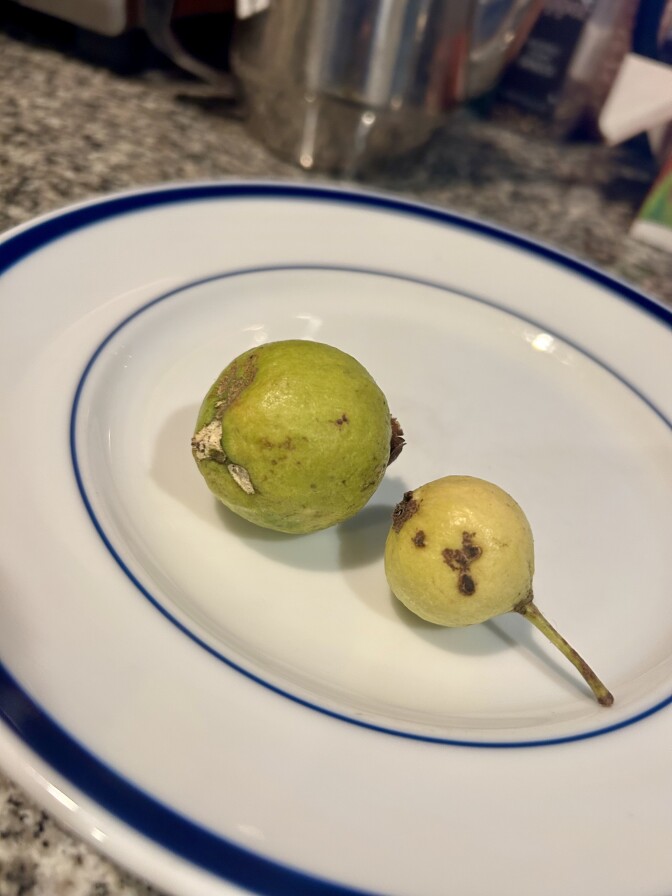 Two round fruits on a white china plate