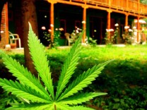 Marijuana plant grows in garden. 