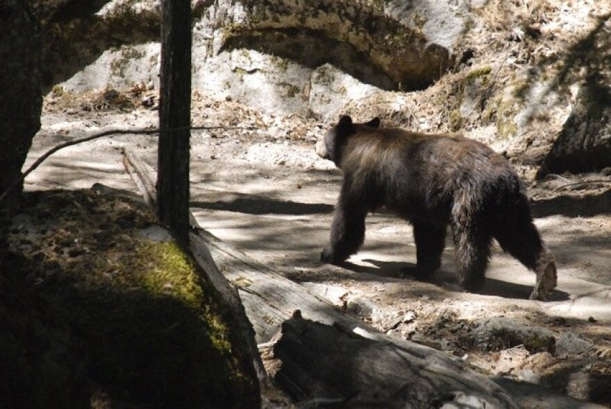 black-bear-bel-air.jpg