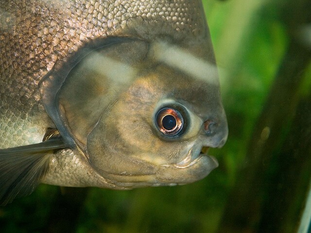 A pacu fish, similar the Rufus, the 38-year-old fish who used to live in the Bahooka Restaurant in Los Angeles. 
