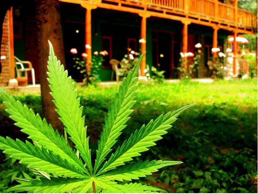 marijuana-grow.jpg