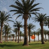 The Great Park in Irvine opens its new Palm Court Arts Complex and North Lawn this Saturday.  They are part of the first phase of construction in the park