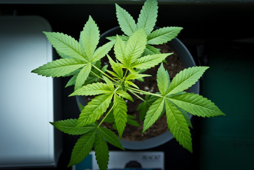 The North Coast is a popular place to grow weed.