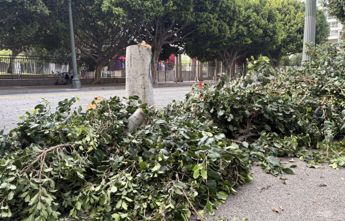 A green tree lays on the sidewalk. The bottom part of the trunk that the tree used to sit on still stands. 