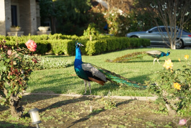 Peacocks stroll about an Arcadia lawn.