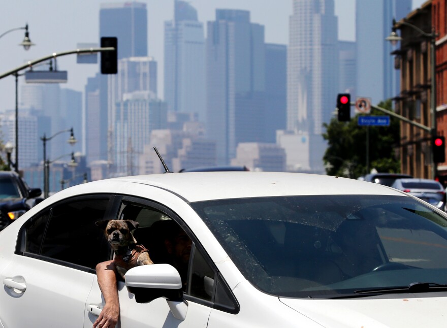The top of a white car driving past, with an arm hanging out of the passenger window. A small brown dog is also sticking its head out of the window and making eye contact with the camera. The downtown Los Angeles skyline can be seen in the distance, as well as a red stoplight.