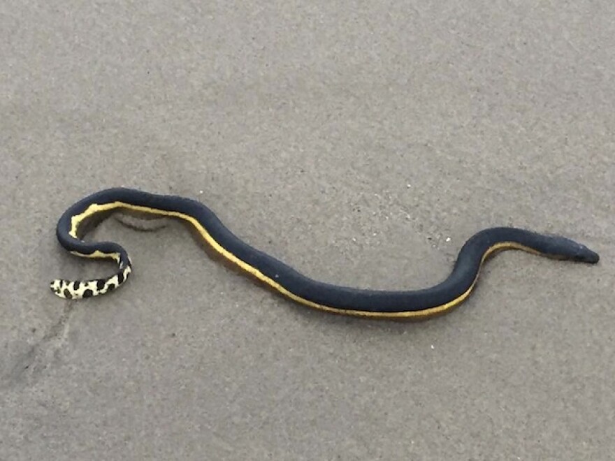deadly_snake_facebook_2.jpg