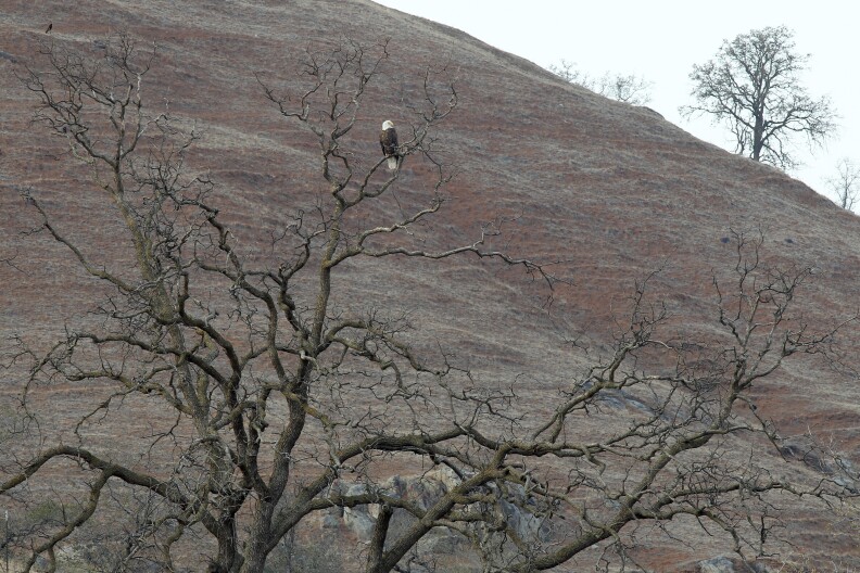 A bald eagle perches in an oak tree on hills of pastureland that has turned of dirt and dead grass on February 5, 2014 near Visalia, California. Now in its third straight year of unprecedented drought, California is experiencing its driest year on record, dating back 119 years and possible the worst in the past 500 years.  