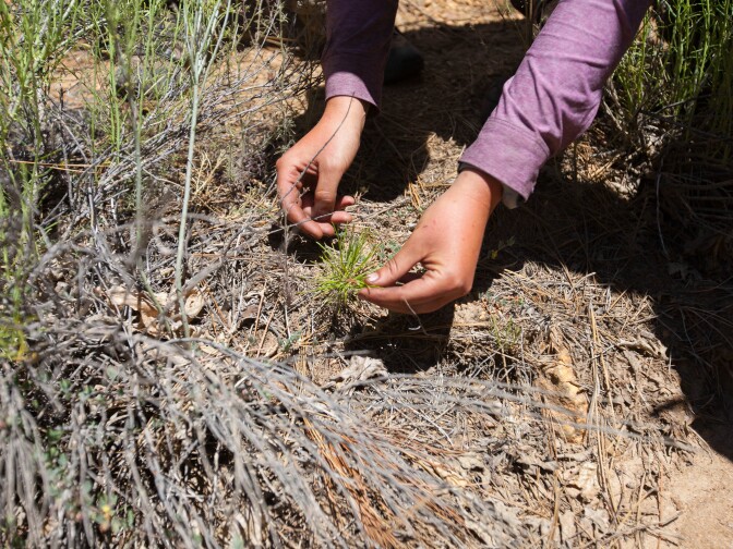 Conifers grow very slowly. Botanist Paris Krause shows a small tree that she estimated to be about three years old, growing near the road near where the Lake Fire burned in the San Bernardino National Forest.