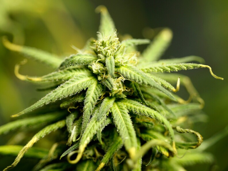 California Governor Brown has signed a trio of new laws to regulate the medical marijuana industry.