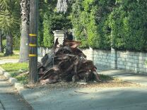 A large pile of tangled, browned palm fronds that appears to be several feet tall. The fronds are collected on a grassy area between a city street and sidewalk, up against a wooden telephone pole. 
