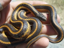 A small black and orange vertically striped giant gartersnake in the palm of a hand. 