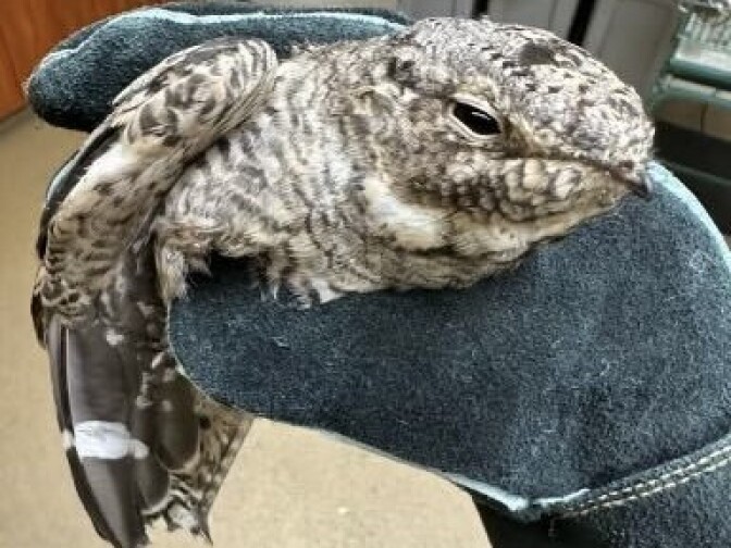 A mottled colored bird is held in a gloved human hand. 