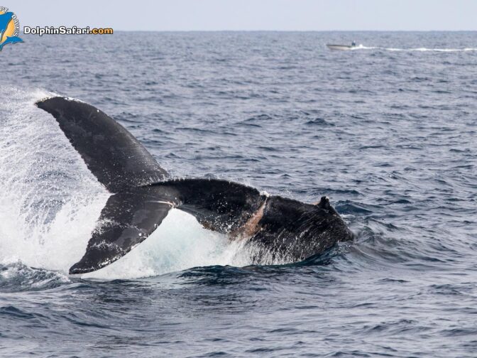 An entangled humpback whale was released from most fishing gear on July 30, 2017 after rescuers led by NOAA cut it free.