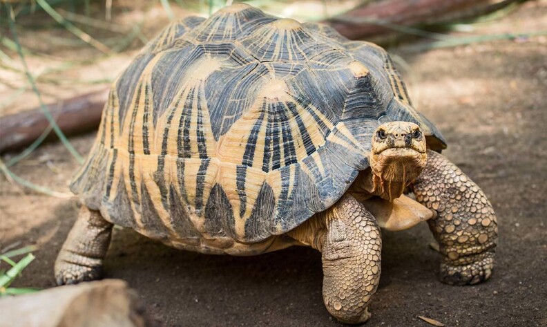 A Madagascar radiated tortoise standing in its enclosure looking at the camera.