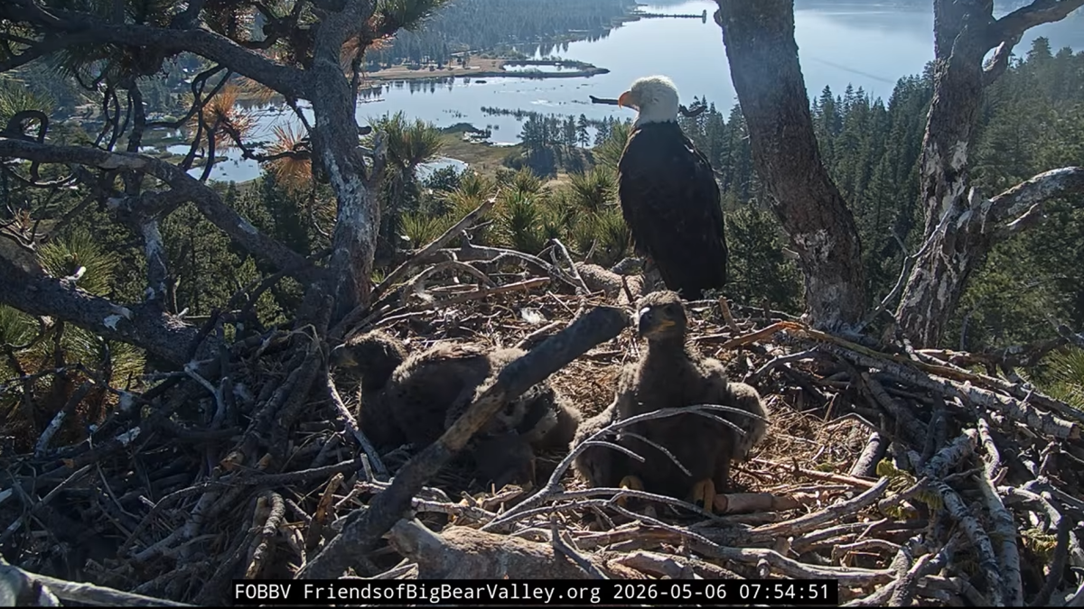 A bald eagle nest made of sticks at the top of a tall tree overlooking a lake. An adult eagle is perched on a branch in front of the nest, while two eaglets are sitting in the bowl