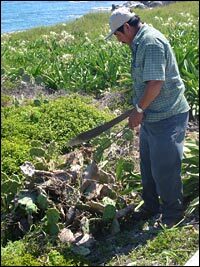 Workers cut down diseased nopal plants on Isla Mujeres to try and stop the spread of the moth to the mainland, just six miles across the ocean.